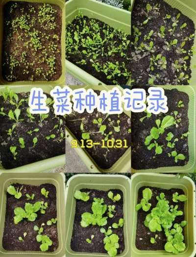 90后的我，也玩起了种菜！| 58天秋播奶油生菜小记