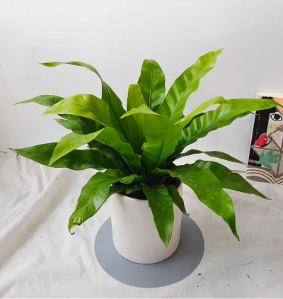 鸟巢蕨种植小技巧
