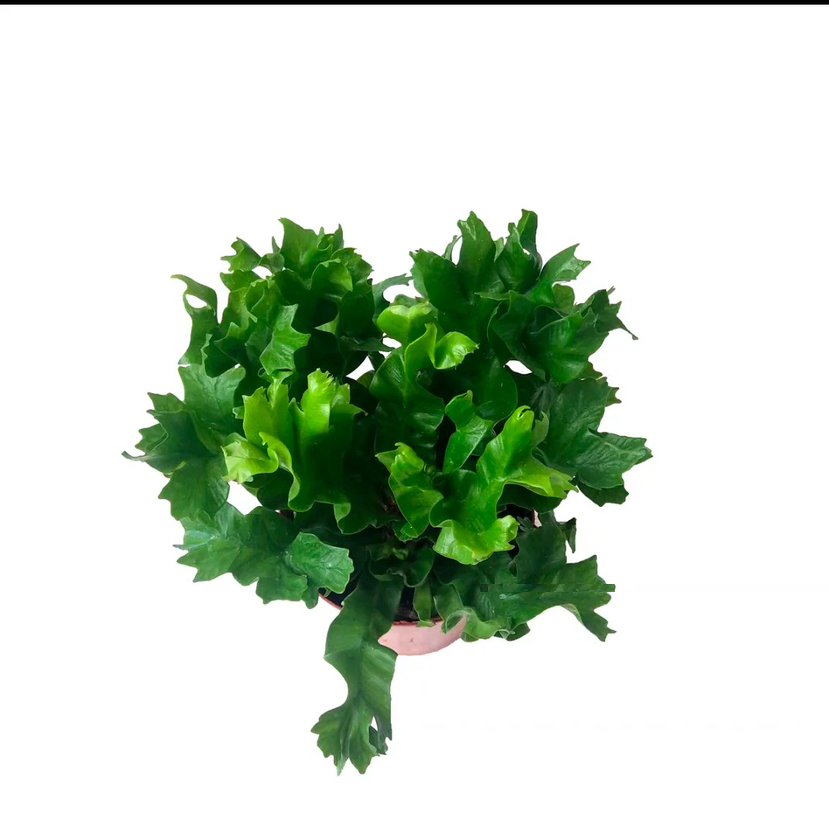 http://st-static1.y6486.cn/forums/2024/12/26/17352082306453.png