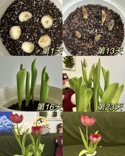 最美郁金香的家庭种植噢