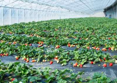 2025年草莓种植技巧来了