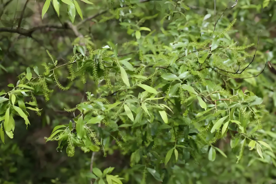 园林绿化植物的特点和功能
