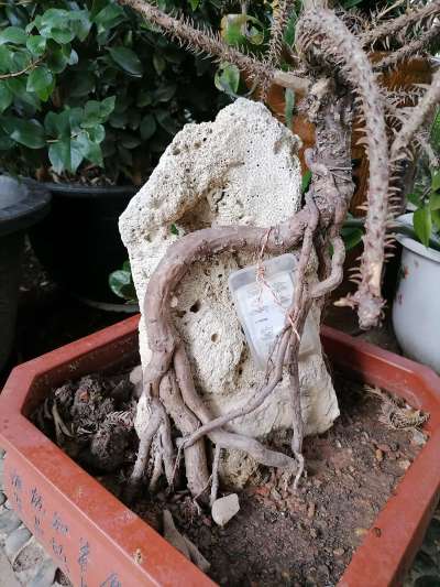 废盆景更新