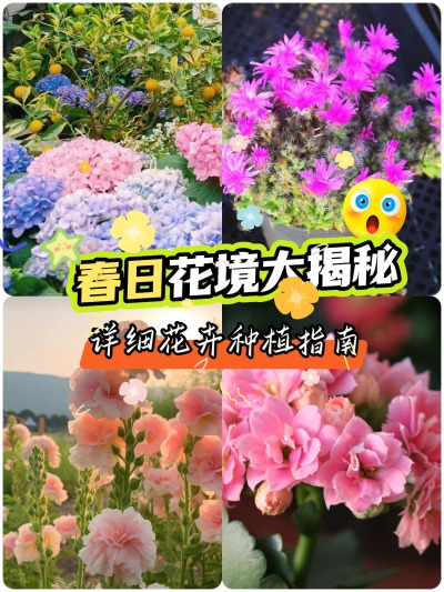 这些花适合春天种！给你一片花海