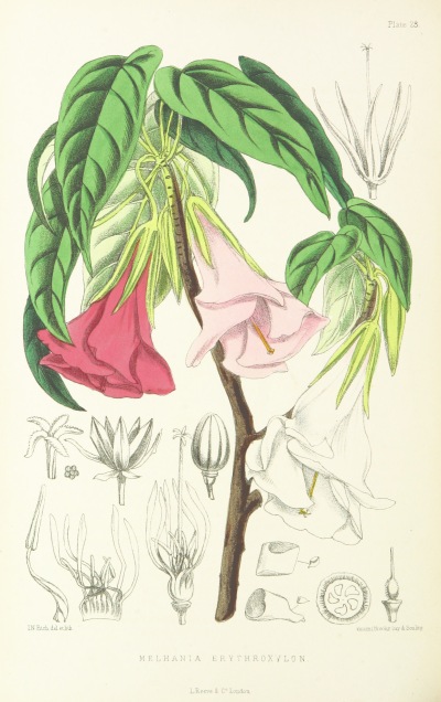 1875年出版的古书，精美绝伦的植物插图绘尽了拿破仑流放之地的圣赫勒拿岛的美丽