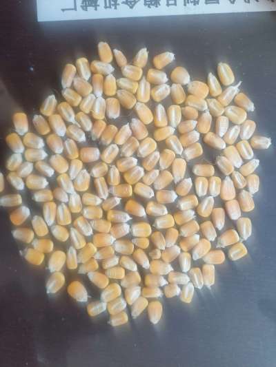 高产玉米