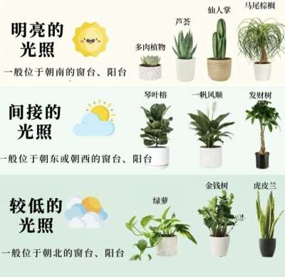 室内植物光照指南：不同朝向房屋的植物推荐