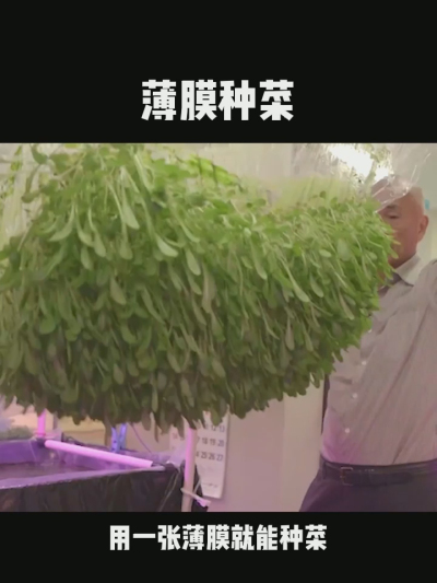 无土栽培的新模式，一张薄膜就能种菜，你见过吗？
