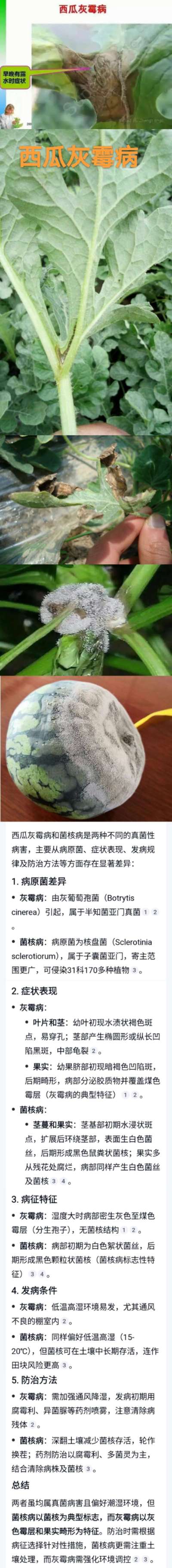 西瓜灰霉病和菌核病的识别