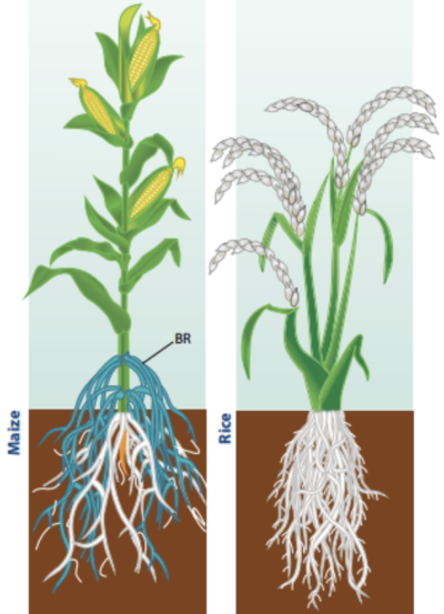 从叶子到根系：细致分析植物的生长需求
