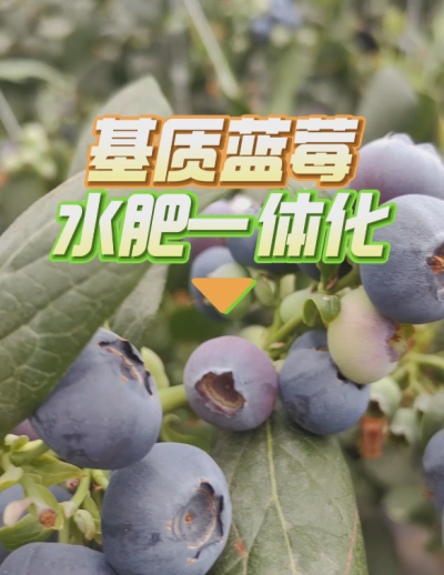 基质蓝莓水肥一体化系统，华维灌溉成套好用。