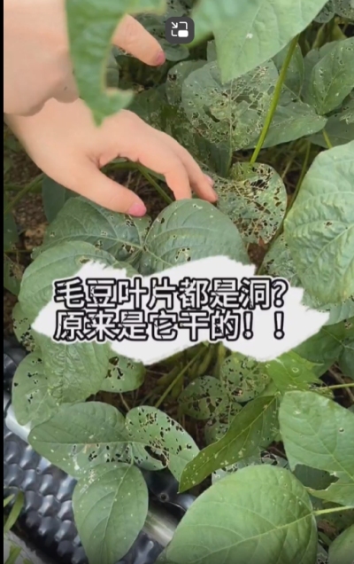毛豆叶片都是洞，原来不是青虫吃的？