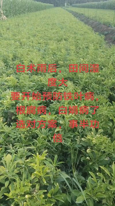 雨期过后白术病害要防治了
预防铁叶病，白娟病
现在也进入了膨大期
可以打膨大的