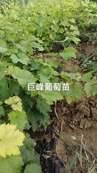 巨峰葡萄苗。一年扦插苗。需要联系。苗圃基地直销！需要联系18534302961