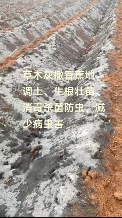 [太阳]纯植物草木灰源头厂家，草木灰广泛适用于各类农作物，是性价比很高的有机肥
