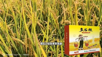 多石粮-谷物小分子有机酸，田间表现。
剑叶挺拔，灌浆饱，千粒重，上粮快。