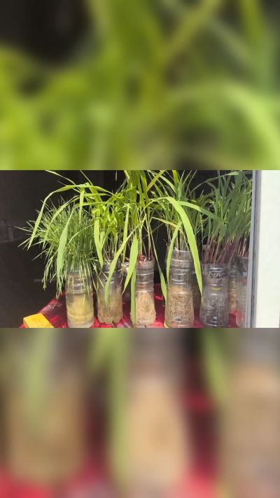 微生物菌剂，出厂前每克添加5亿微生物。最新实验生根育苗，保证不烧苗，促进毛细根增长，抑制病虫害，疏松土壤，保水保肥。近期需要用肥的老板提前联系，19331068337微信同步。