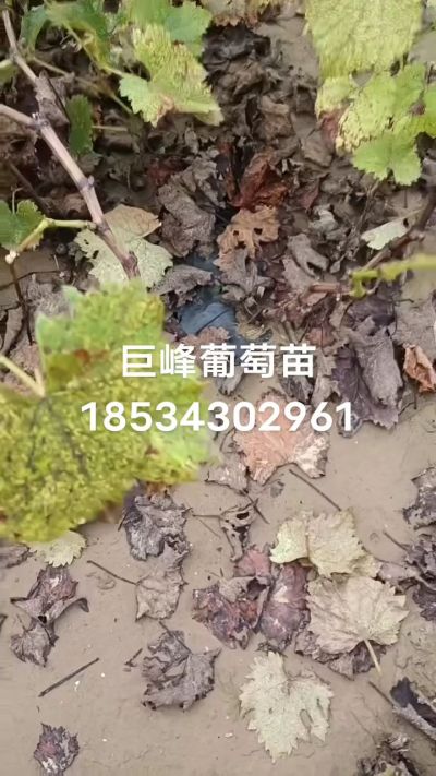 巨峰葡萄苗，一年扦插苗，苗圃基地直销！需要联系18534302961