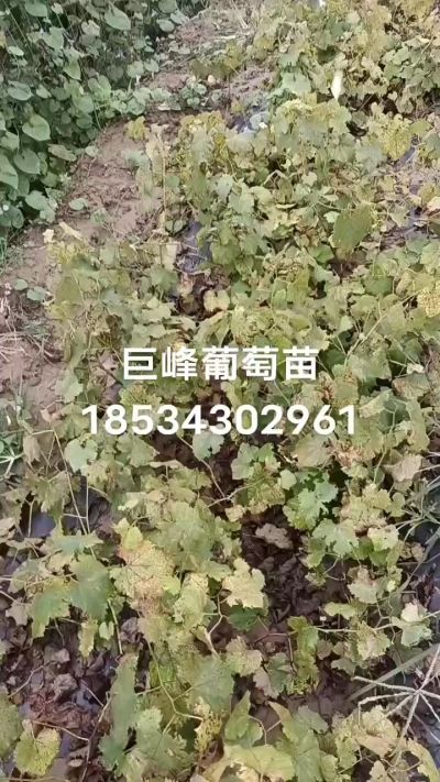 出售早熟巨峰葡萄苗。药用连翘苗，科研五号优质种苗，2/5年苗，药用连翘树，挂果树，全国包邮到家！财富密码18534302961