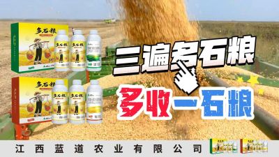冬季种植，油菜，小麦，草莓等作物的，出现了除草剂药害，黄叶，僵苗，苗不长等问题，马上用多石粮，确保5天见到效果。