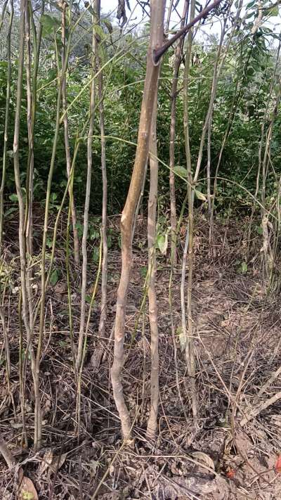出售臭椿苗，巨峰葡萄苗。药用连翘苗，科研五号优质种苗，2/5年苗，药用连翘树，挂果树，全国包邮到家！财富密码18534302961