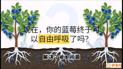 第3节：别把树&ldquo;憋死&rdquo;&mdash;&mdash;正确的定植与换盆手法,   课程：《蓝莓&ldquo;高产&rdquo;实战课：从选苗到丰收的10个关键点》