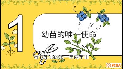第6节：修剪决定产量（上）&mdash;&mdash;幼苗期与生长期修剪， 课程：《蓝莓&ldquo;高产&rdquo;实战课：从选苗到丰收的10个关键点》