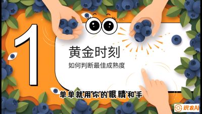 第10节：完美的&ldquo;果粉&rdquo;&mdash;&mdash;采摘时机与保鲜， 课程：《蓝莓&ldquo;高产&rdquo;实战课：从选苗到丰收的10个关键点》