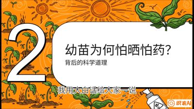 第02节：幼树管理&mdash;&mdash;&ldquo;防晒又防草，树势起得早&rdquo;，课程：《槟榔种植：从不懂到精通的10堂必修课》
