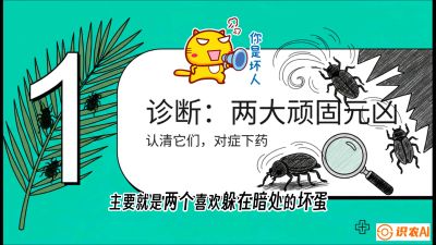 第06节：顽固虫害防治&mdash;&mdash;&ldquo;钻心虫与红蜘蛛，打准时间才服输&rdquo;《槟榔种植：从不懂到精通的10堂必修课》