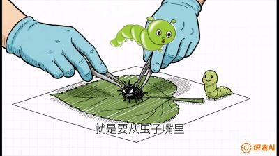 第07节：虫口夺叶（下）&mdash;&mdash;不得不打药时的&ldquo;解毒术&rdquo;，课程：《桑海淘金：桑树高产与蚕桑安全进阶实战课》