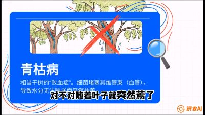第08节：看不见的杀手&mdash;&mdash;青枯病与萎缩病，课程：《桑海淘金：桑树高产与蚕桑安全进阶实战课》
