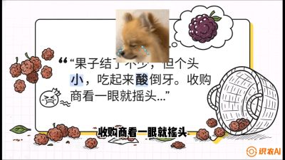 第10节：甜蜜的科学&mdash;&mdash;膨大、增甜与转色，课程：《桑海淘金：桑树高产与蚕桑安全进阶实战课》