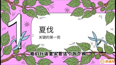 第11节：叶果双收&mdash;&mdash;特殊的夏伐与冬伐，课程：《桑海淘金：桑树高产与蚕桑安全进阶实战课》