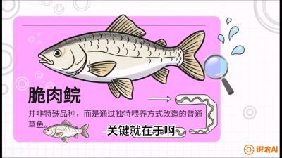 第六节：【老品升级&middot;脆肉鲩】如何让草鱼身价翻倍？，课程：《黄金鳞甲：2025中国淡水鱼高效养殖实战营》