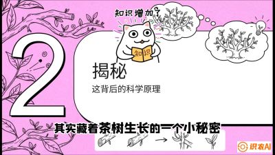 第04节（修剪篇）：树势复活术：从&ldquo;越剪越弱&rdquo;到&ldquo;枝繁叶茂&rdquo;的能量管理与夏秋茶逆袭，课程：《茶金时代：从&ldquo;看天吃饭&rdquo;到&ldquo;精准控局&rdquo;的茶叶高产提质实战课》