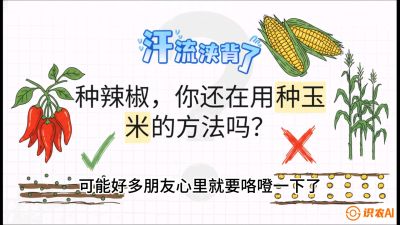 第1节：【品种定江山】工业辣椒vs小米辣：底肥公式与密度陷阱的&ldquo;百万生意经&rdquo;，课程：《辣椒种植实战特训营，从工业辣椒到精品小米辣，教你如何把&ldquo;草&rdquo;种成&ldquo;金&rdquo;》