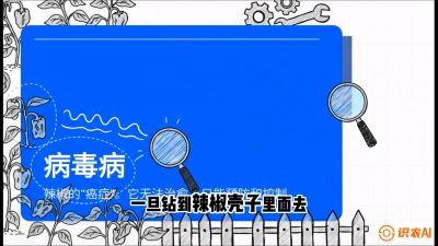 第5节：【病毒病阻击】辣椒的&ldquo;癌症&rdquo;怎么治？从&ldquo;绝收恐慌&rdquo;到&ldquo;带毒生产&rdquo;的逆转术，课程：《辣椒种植实战特训营，从工业辣椒到精品小米辣，教你如何把&ldquo;草&rdquo;种成&ldquo;金&rdquo;》