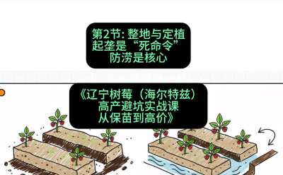 第二节： 整地与定植&mdash;&mdash;起垄是&ldquo;死命令&rdquo;，防涝是核心，课程：《辽宁树莓（海尔特兹）高产避坑实战课：从保苗到高价》