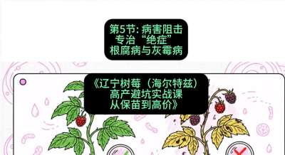 第五节： 病害阻击&mdash;&mdash;专治&ldquo;绝症&rdquo;根腐病与灰霉病，课程：《辽宁树莓（海尔特兹）高产避坑实战课：从保苗到高价》