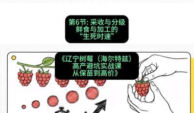 第六节： 采收与分级&mdash;&mdash;鲜食与加工的&ldquo;生死时速&rdquo;，课程：《辽宁树莓（海尔特兹）高产避坑实战课：从保苗到高价》