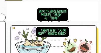 第01节：赢在起跑线&mdash;&mdash;种球的&ldquo;洗澡&rdquo;与&ldquo;消毒&rdquo;，课程：《卷丹百合&ldquo;无病高产&rdquo;植保实战课》#识农AI