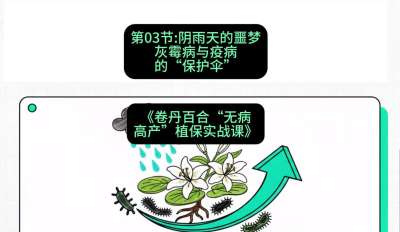 第03节：阴雨天的噩梦&mdash;&mdash;灰霉病与疫病的&ldquo;保护伞&rdquo;，课程：《卷丹百合&ldquo;无病高产&rdquo;植保实战课》#识农AI