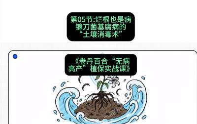 第05节：烂根也是病&mdash;&mdash;镰刀菌基腐病的&ldquo;土壤消毒术&rdquo; ，课程：《卷丹百合&ldquo;无病高产&rdquo;植保实战课》#识农AI