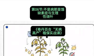 第06节：不是病那是饿&mdash;&mdash;缺素症与生理性烧叶 ，课程：《卷丹百合&ldquo;无病高产&rdquo;植保实战课》#识农AI