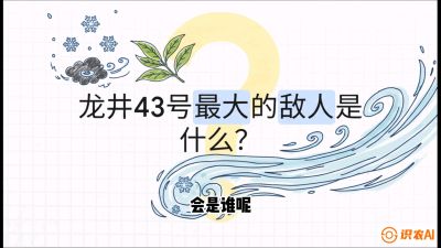 第04节：龙井双璧&mdash;&mdash;龙井43与群体种的差异化护养（重点），课程：《茗茶卫士&mdash;&mdash;茶叶病虫害绿色防控实战课》#识农AI