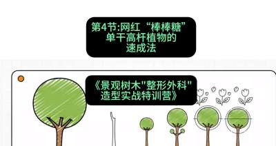 第04节：网红&ldquo;棒棒糖&rdquo;&mdash;&mdash;单干高杆植物的速成法，课程：《景观树木&ldquo;整形外科&rdquo;造型实战特训营》#识农AI