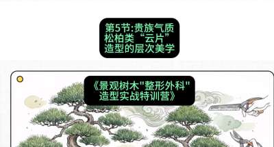 第05节：贵族气质&mdash;&mdash;松柏类&ldquo;云片&rdquo;造型的层次美学，课程：《景观树木&ldquo;整形外科&rdquo;造型实战特训营》#识农AI