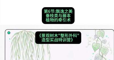 第06节：飘逸之美&mdash;&mdash;垂枝类与藤本植物的牵引术，课程：《景观树木&ldquo;整形外科&rdquo;造型实战特训营》#识农AI