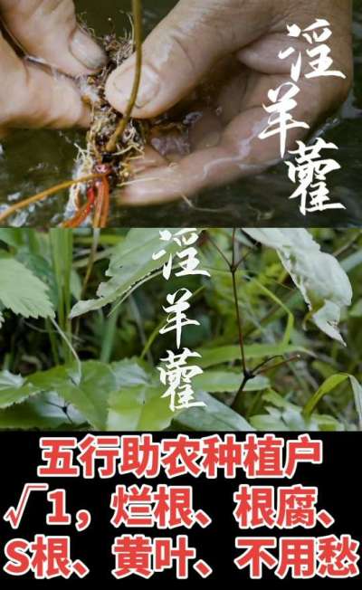 177，1907，0725，V 同号
1  老乡们！种淫羊藿不用乱买肥，咱这款专用肥，针对淫羊藿习性配的，壮苗防烂根，采收多卖钱，用过都回头！
2  咱种淫羊藿图的就是省心高产！专用肥薄肥勤施，苗不烧